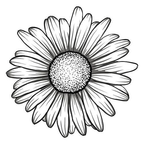 beautiful monochrome, black and white daisy flower isolated. for greeting cards and invitations of the wedding, birthday, Valentine's Day, mother's day and other seasonal holiday